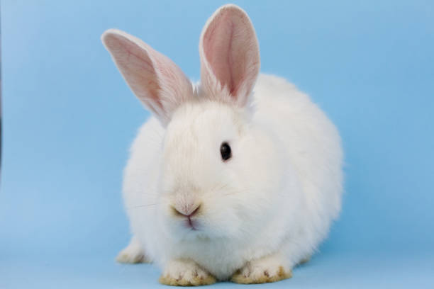 istock a small white fluffy rabbit on a blue background . Easter Bunny on a trendy blue background concept for the Easter holiday, close-up 1287510411