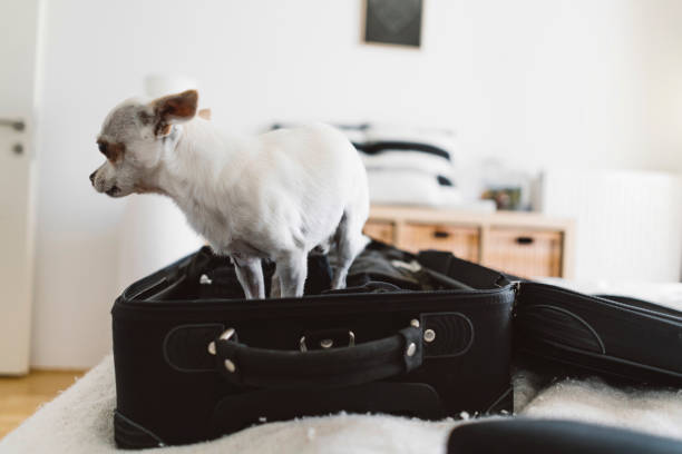 istock When your dog does not want you to leave 1287510418