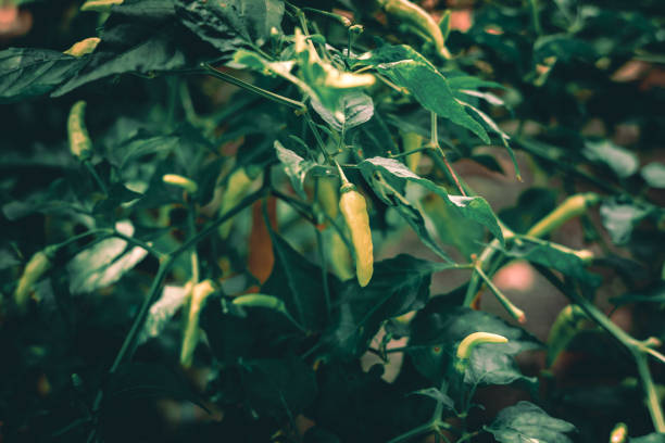 istock Chilli plants in the garden 1287514106