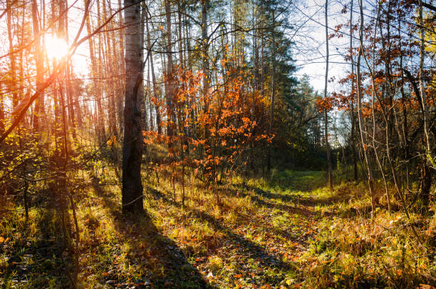 istock Dirt road in autumn forest 1287517716