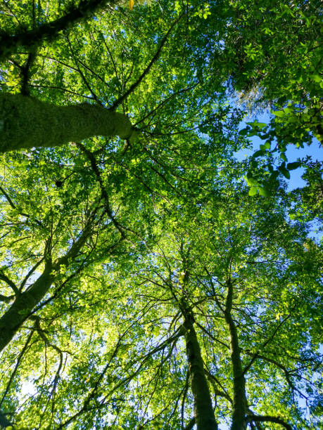 istock Trees with their green leaves 1287519299