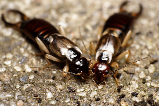 A pair of male and female Earwig 'Forficula auricularia'