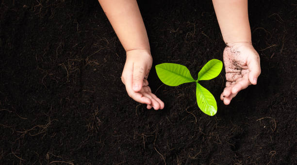 istock little seedling young tree in black soil on child's hands 1287521211