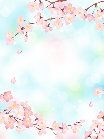 Cherry blossoms in full bloom against a blue sky , Vector illustration frame  , Vertical Position