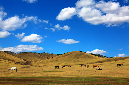 The culture of the Central Asian steppes expresses itself vividly in the lifestyle of the traditional nomadic practices.