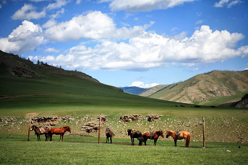 The culture of the Central Asian steppes expresses itself vividly in the lifestyle of the traditional nomadic practices.
