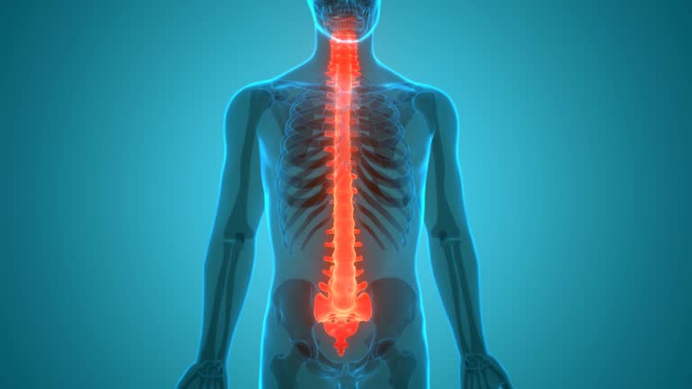 Lumbar Vertebrae Stock Videos and Royalty-Free Footage - iStock Lumbar Vertebrae Stock Videos and Royalty-Free Footage - iStock