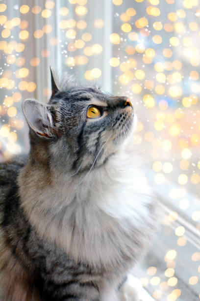 istock Cute cat looking at blurred Christmas lights 1287523919
