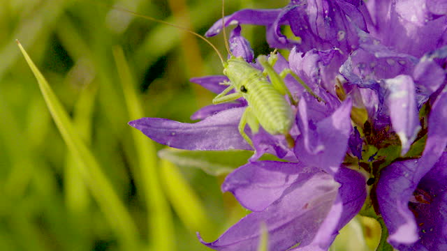 Close up shot of a green grasshopper sitting on purple wild flowers