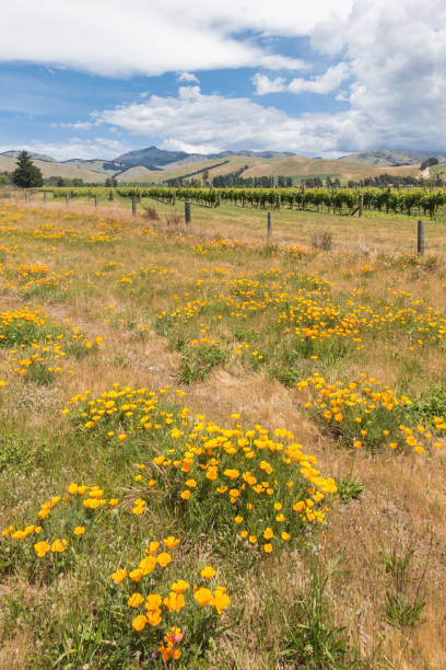 weinberglandschaft in der neuseeländischen region marlborough mit wildblumenwiese - marlborough region zealand new landscape stock-fotos und bilder