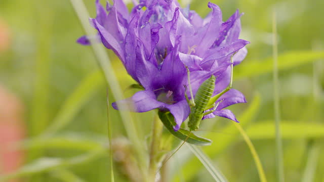 Close up shot of purple wild flowers in a field