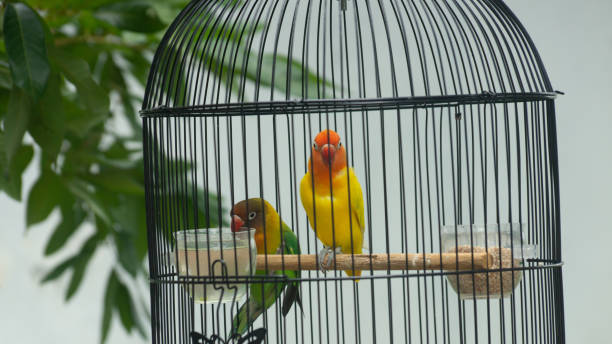 istock lovebird perched in the cage 1287525156