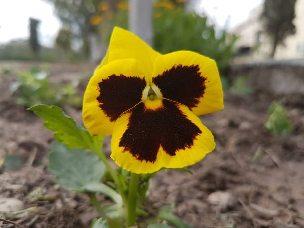 istock Out door flower at home lawn in Peshawar 1287526049