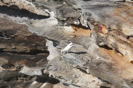Cliffs at Watsons Bay, Sydney, Australia