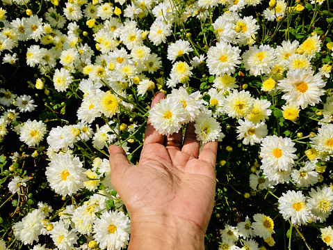 Woman hand holding white Chrysanthemum flowers in bloom at farm.