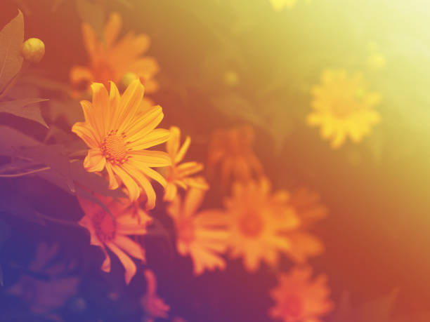 istock yellow Tree Marigold or Maxican Sunflower 1287527313