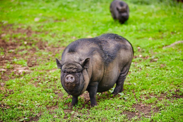 istock Vietnamese pig on a green pasture. Pet on the farm 1287528081