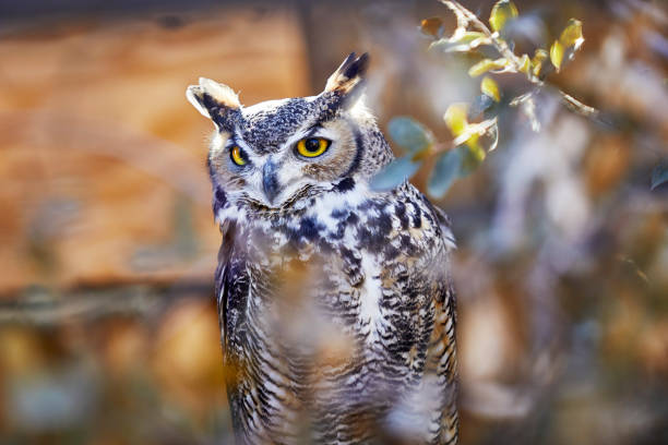 istock Great Horned Owl sitting inside a bush 1287530010