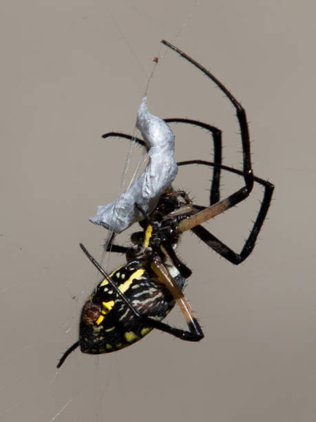 Golden garden spider spinning web Side view of black and yellow garden spider spinning a web around a wasp with gray background and copy space. spinning web stock pictures, royalty-free photos & images