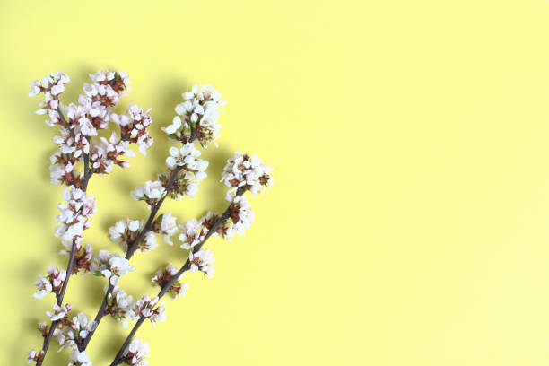 istock Young branches with cherry flowers on a yellow background, spring concept, close-up. Flat lay, top view, copy space. 1287530900