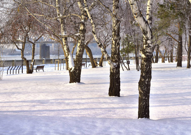 Trunks of birch trees among the snow drifts on park meadow