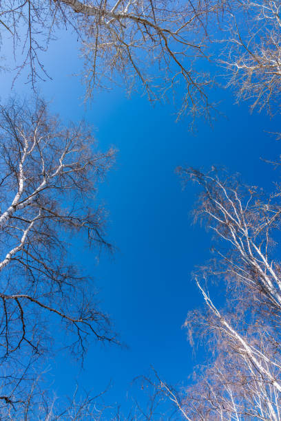 les sommets des bouleaux et des peupliers sur le fond bleu de ciel. branches d’arbre d’automne sans feuilles contre un ciel bleu clair. - poplar tree treetop forest tree photos et images de collection