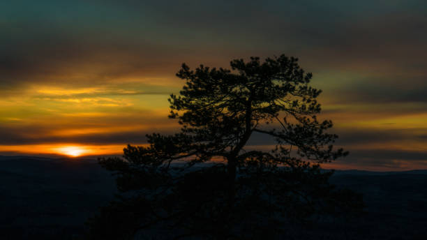 istock Bonsai tree on the background of a beautiful sunset 1287532564
