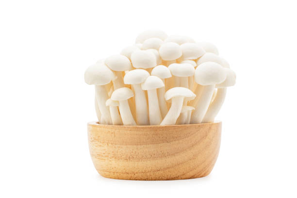 흰색 너도밤나무 버섯 또는 흰 배경에 고립 된 나무 그릇에 흰색 시메지 버섯. 클리핑 경로와 함께. - 만가닥 버섯 뉴스 사진 이미지