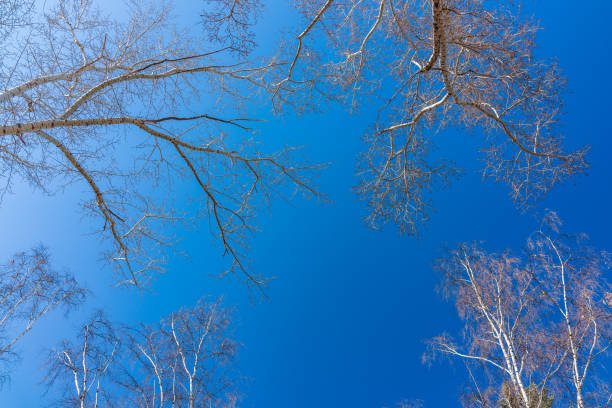 les sommets des bouleaux et des peupliers sur le fond bleu de ciel. branches d’arbre d’automne sans feuilles contre un ciel bleu clair. - poplar tree treetop forest tree photos et images de collection
