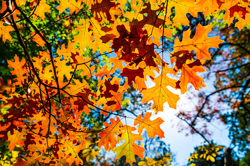 Fall Colored Leaves changing during autumn in the Texas hill Country natural Landscape - Autumn Fall Leaves Vaines Patterns and gorgeous seaonsal colors looking up in the Forest in Austin , Texas , USA