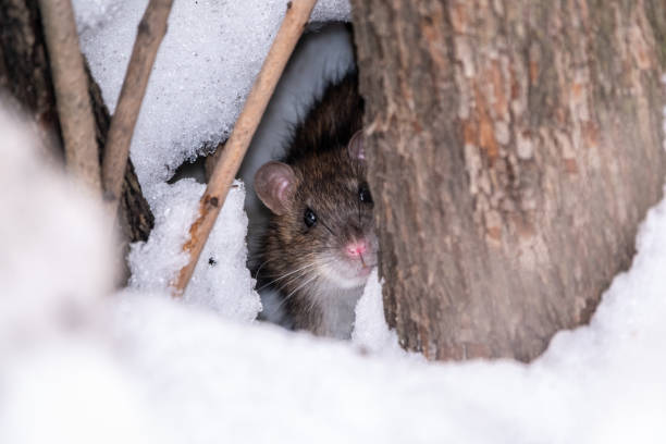 istock The rat looks out of its burrow. 1287534254