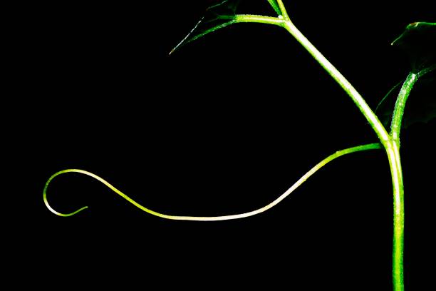 istock Closed up spiral hand of vine - black background. 1287535309