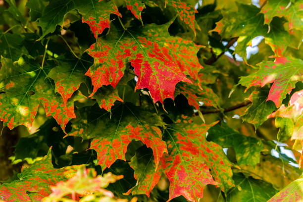 istock Autumn colors in the park 1287536037