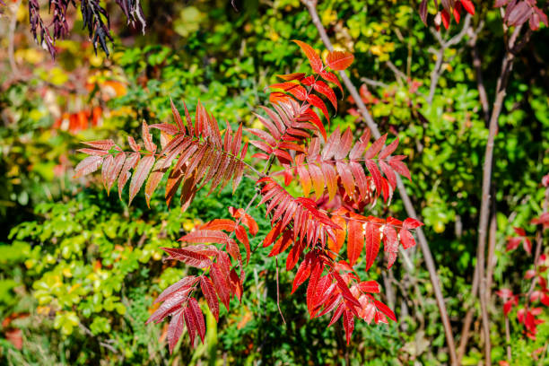 Sumac tree leaves in the autumn