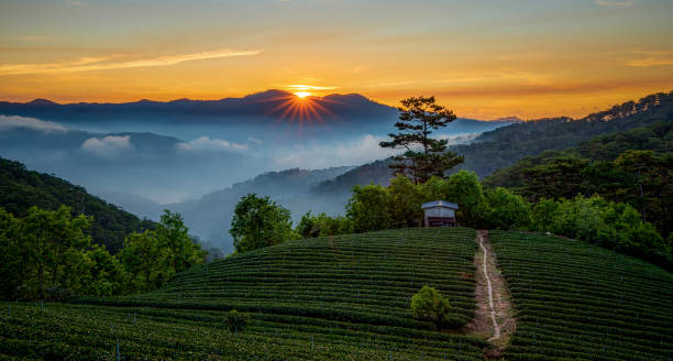 istock Tea gardens and farmers 1287537149