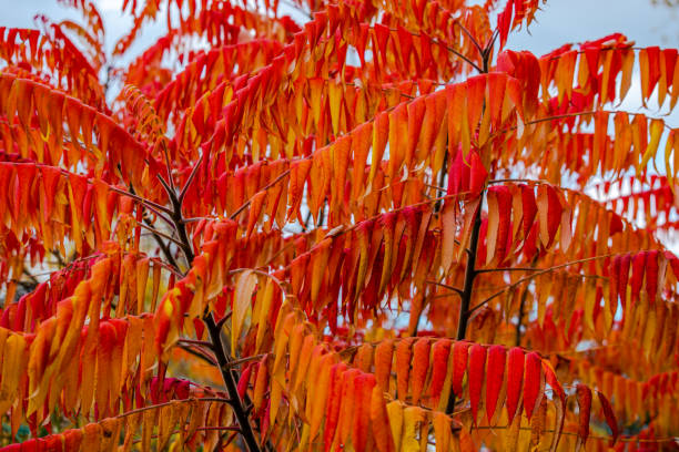 Sumac tree leaves in the autumn stock photo