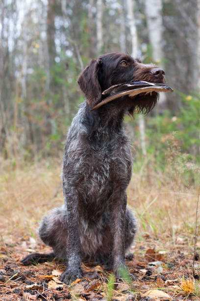 istock hunting dog sits with a duck wing 1287538094