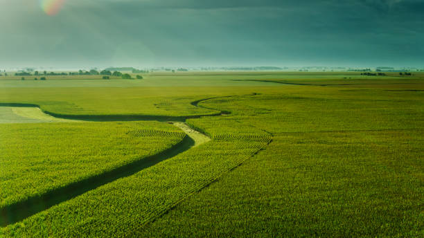istock Morning Sunlight Shining on Vast Cornfield in Madison County, Ohio 1287538686