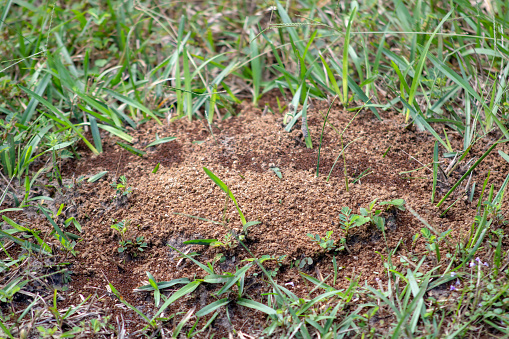 ant hill in the grass with poison on top