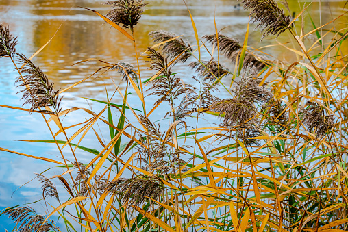 Cattails (Typha) on the Banks of a River