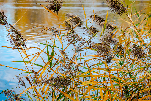 Beautiful feather grass illuminated by the evening sunlight.