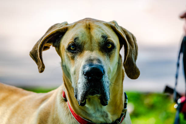 Close-up dog portrait in natural background