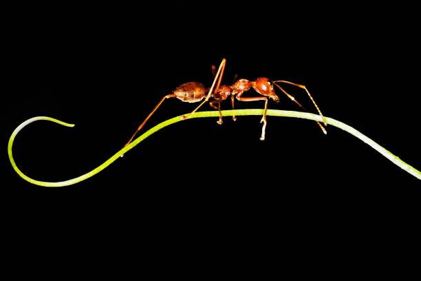 istock Ant walking on curve hand of vine - animal behavior. 1287539728