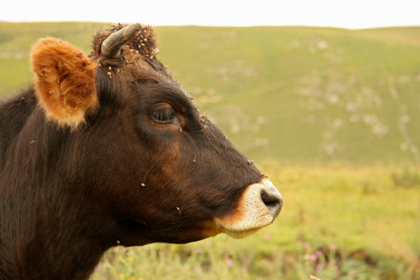 istock Lonely cow grazing on ths summer alpine meadow 1287540532