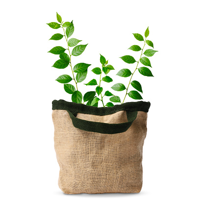 Burlap bag with green leaves on white background.  \nAlternative energy concept.\nNew life concepts.