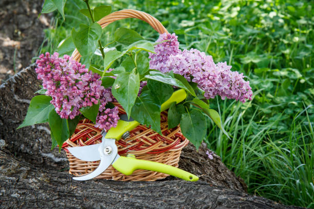 istock Wicker basket with lilac flowers, pruner on trunk of fallen tree. 1287545566