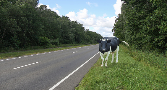 A dairy cow walks near the road.