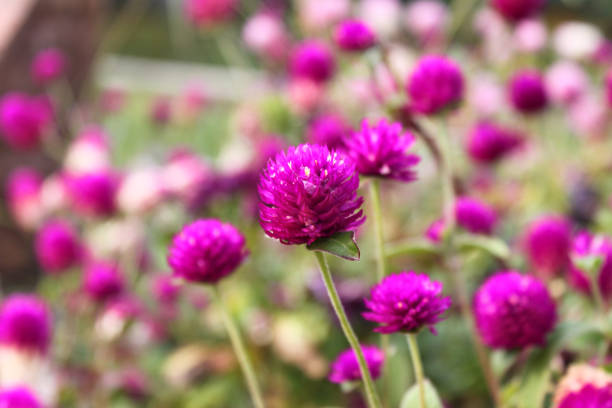 istock Pink flowers of spherical gomphrena 1287547486