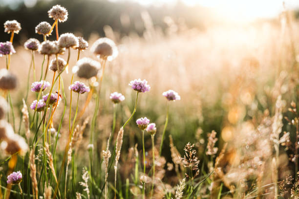 wildblumen bei sonnenuntergang - moor stock-fotos und bilder