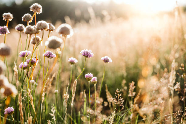 flores silvestres al atardecer - flower single flower defocused growth fotografías e imágenes de stock